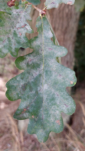 English oak