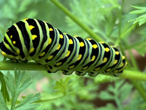 Eastern Black Swallowtail