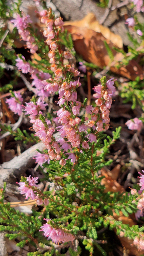 common heather