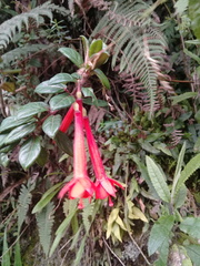 Fuchsia ampliata