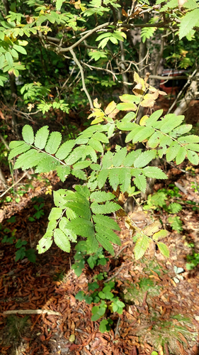 European mountain ash