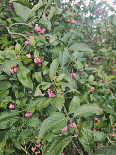 Spindle