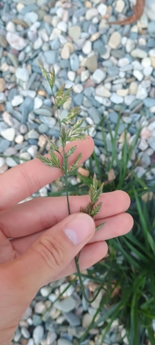 tall fescue