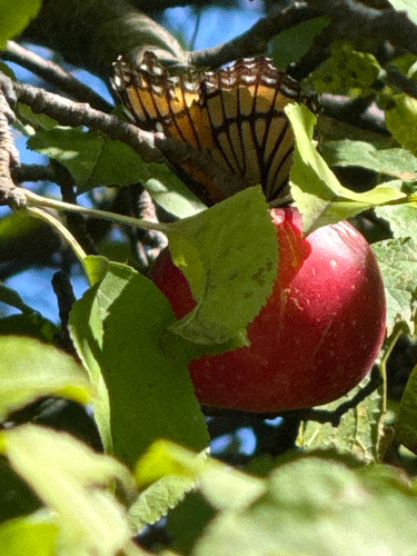 Viceroy