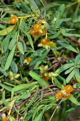 Pimelea microcephala microcephala
