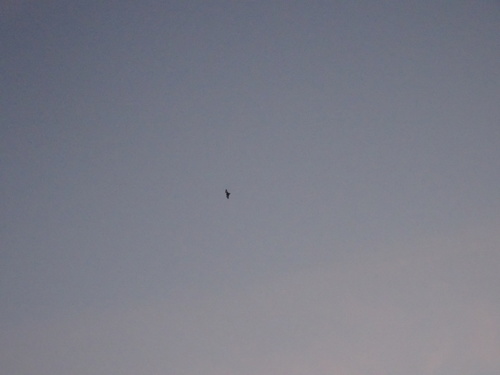 Chiroptera