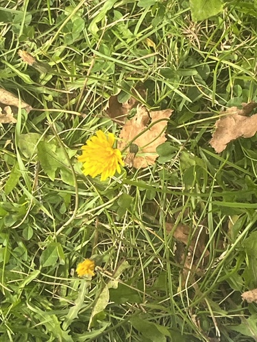common dandelion