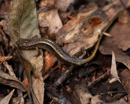 Northern Two-lined Salamander