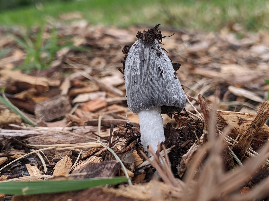 hare's foot inkcap · September 2026 · photo: Photo: (c) Maria Aghazarian, some rights reserved (CC BY) · iNaturalist