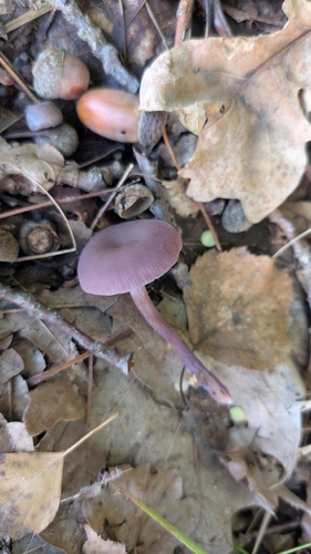 Amethyst Deceiver