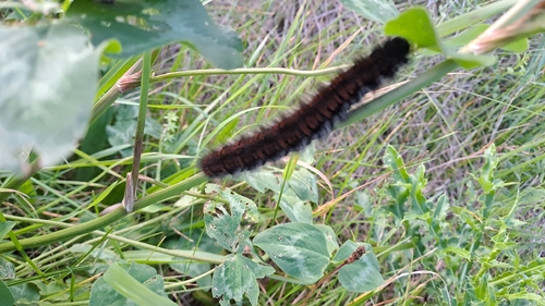 Fox Moth