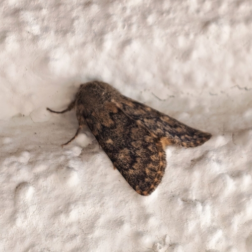 Brindled Ochre