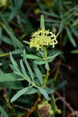 Pimelea microcephala microcephala