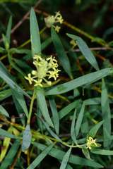 Pimelea microcephala microcephala
