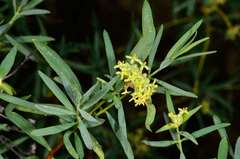 Pimelea microcephala microcephala