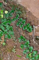 Asplenium subglandulosum