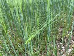 Hordeum vulgare
