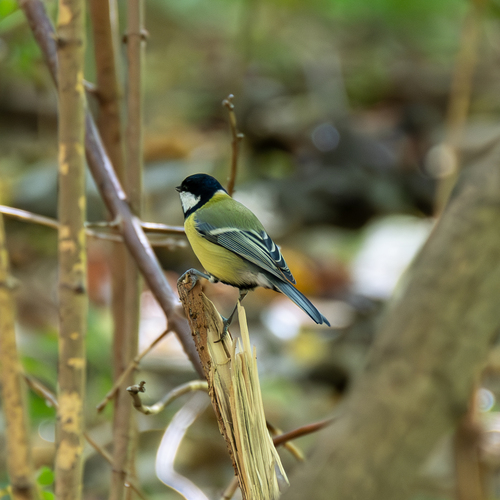 Great Tit