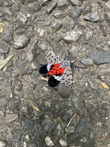 Spotted Lanternfly