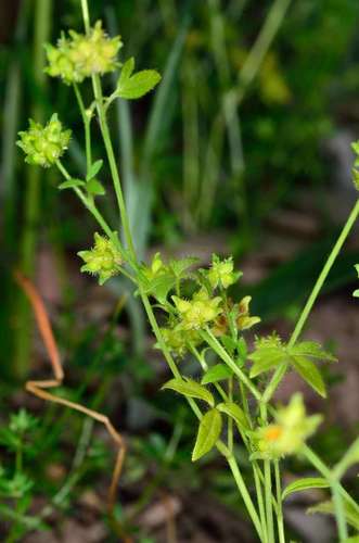 Image of Ranunculus sessiliflorus by (c) Chris Lindorff, some rights reserved (CC BY)
