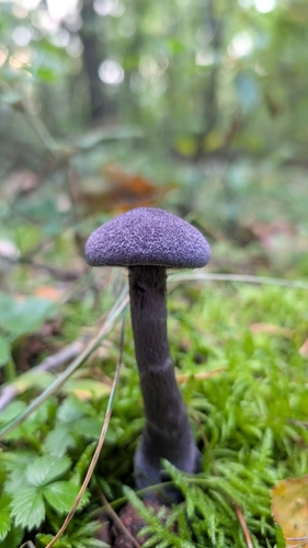violet webcap