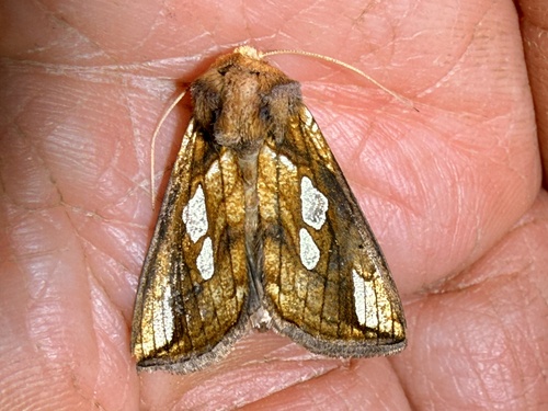 Gold Spot