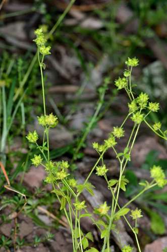 Image of Ranunculus sessiliflorus by (c) Chris Lindorff, some rights reserved (CC BY)
