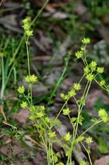 Ranunculus sessiliflorus sessiliflorus