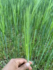Hordeum vulgare