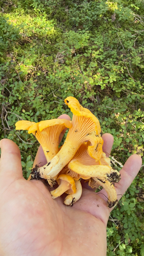 Golden Chanterelle