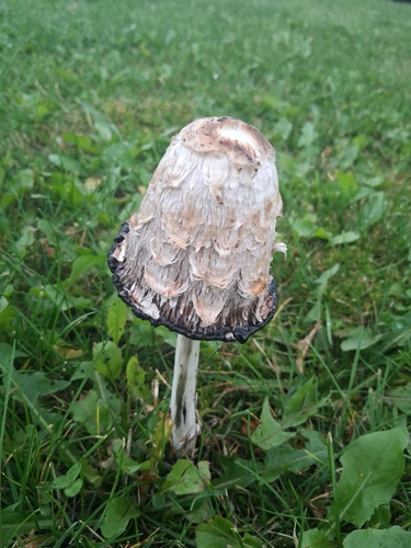 Shaggy Mane