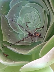 Latrodectus geometricus