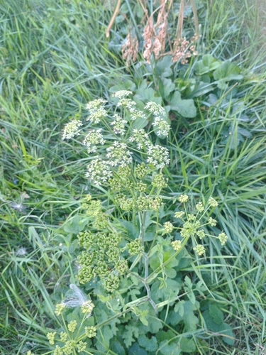 hogweed