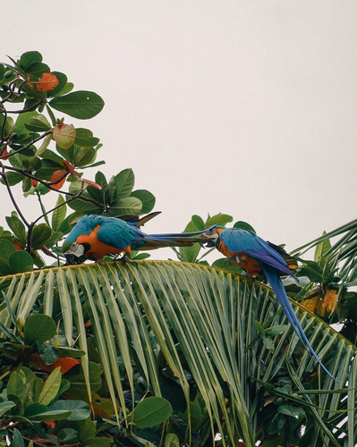 Blue-and-yellow Macaw