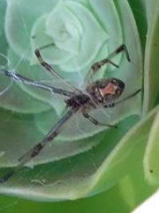 Latrodectus geometricus