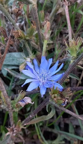 chicory