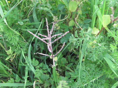 Urtica membranacea, photograph 1