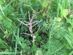 Urtica membranacea, photograph (c) zebedeugalinha, some rights reserved (CC BY)