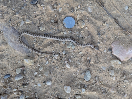 Desert Nightsnake