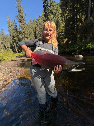 Sockeye Salmon