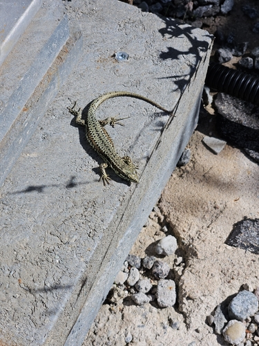 Common Wall Lizard