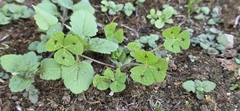 Medicago arabica