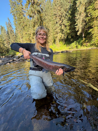 Coho Salmon