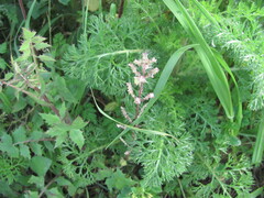 Urtica membranacea