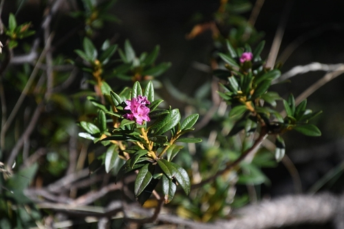 Rhododendron ferrugineum, photograph 2