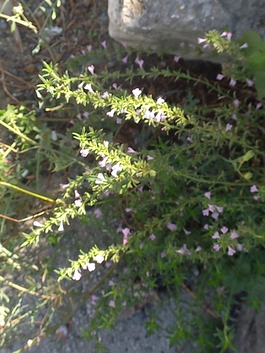 Lesser Calamint