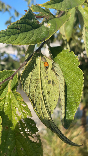 Asian Lady Beetle