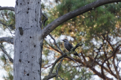 Northern Nutcracker