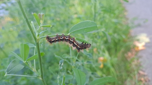 Knot Grass Moth