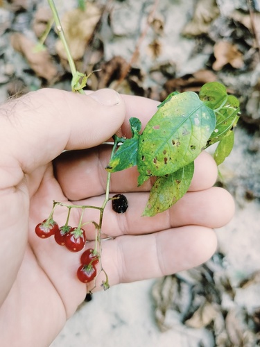 bittersweet nightshade